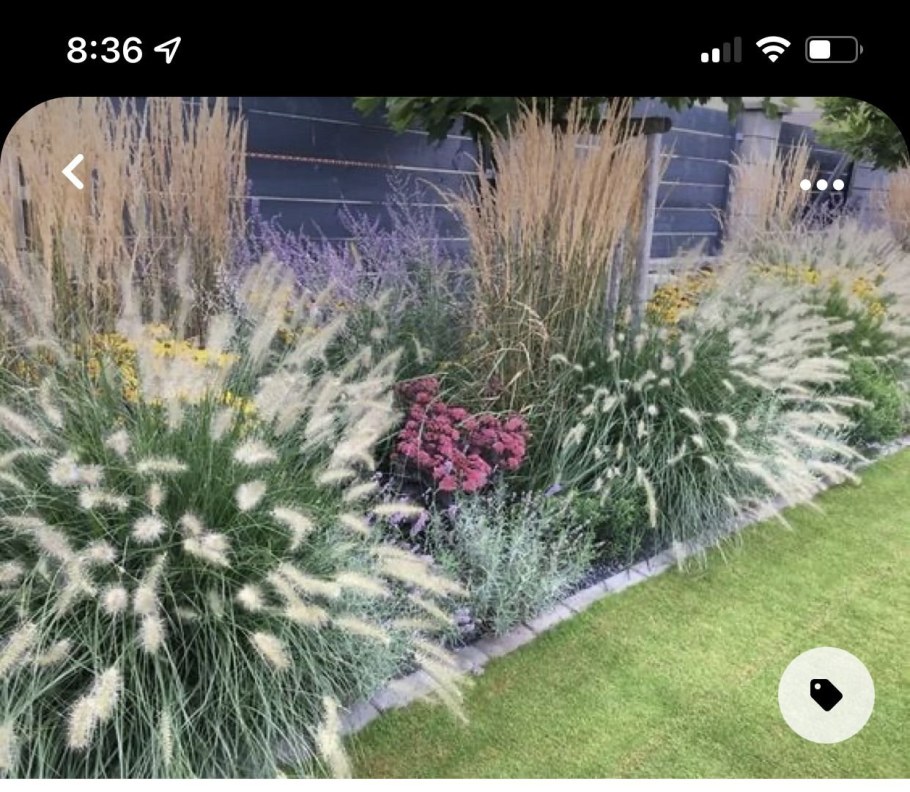 Пит Удольф можжевельник