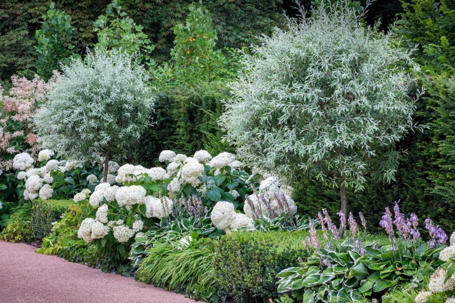 Дерен Элегантиссима ниваки