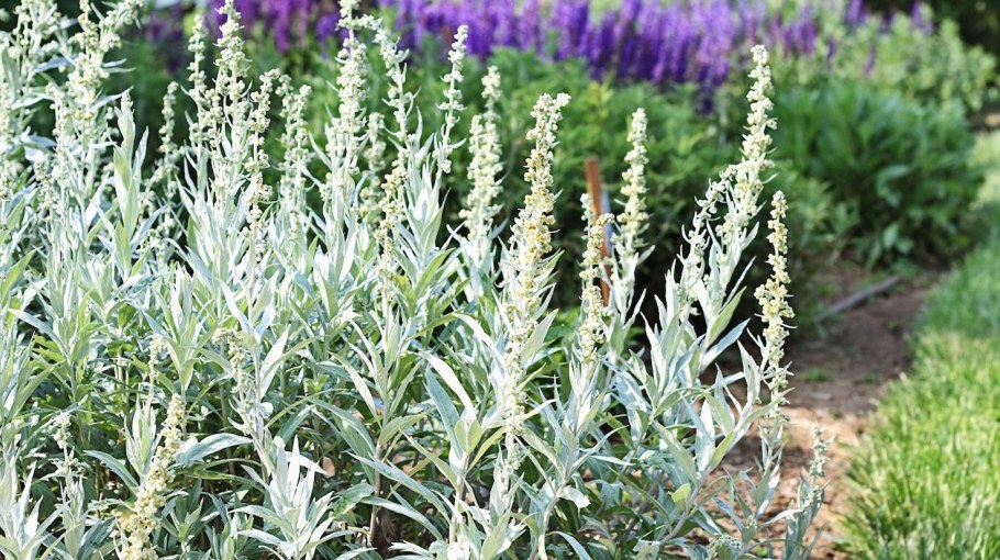 Полынь пурша (Artemisia purshiana)