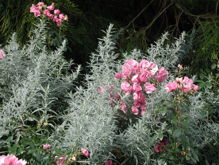 Полынь Людовика (Artemisia ludoviciana) "Silver Queen"