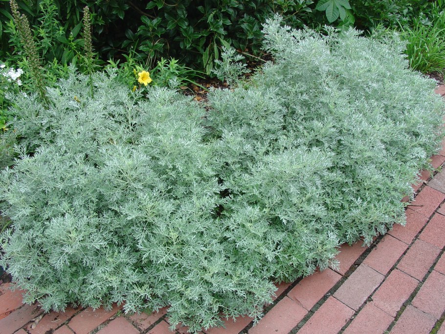 Полынь Artemisia arborescens Powis