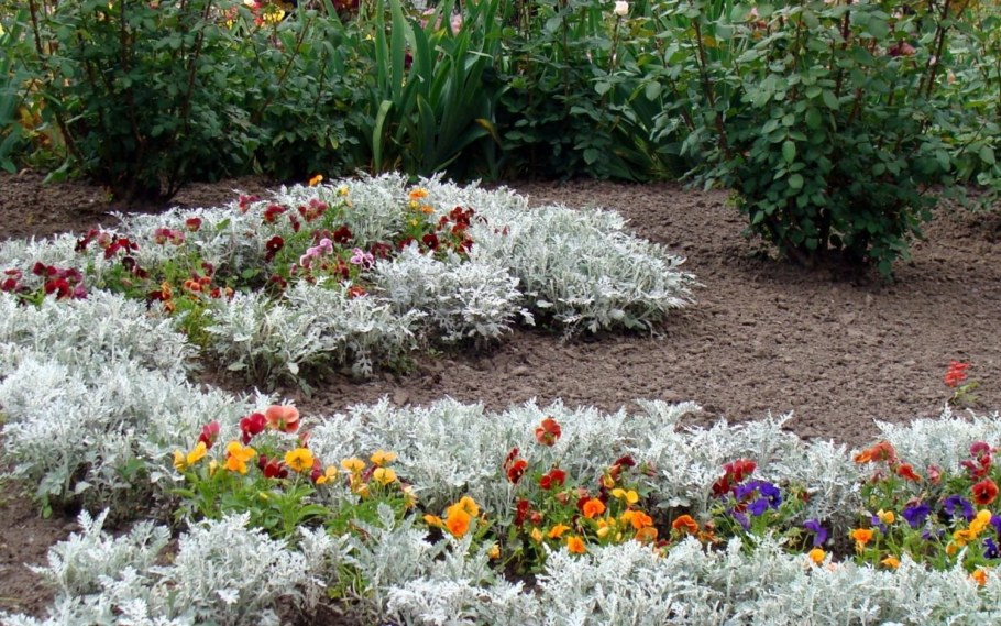 Цинерария серебристая миксбордер