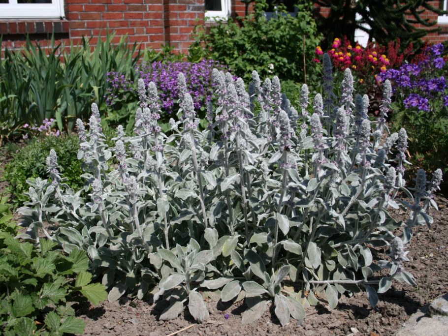 Чистец шерстистый Сильвер карпет