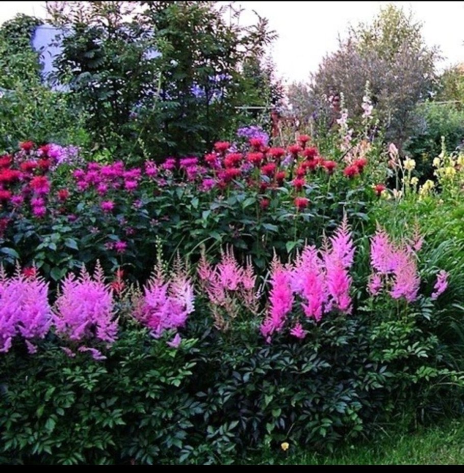 Дербенник и астильба