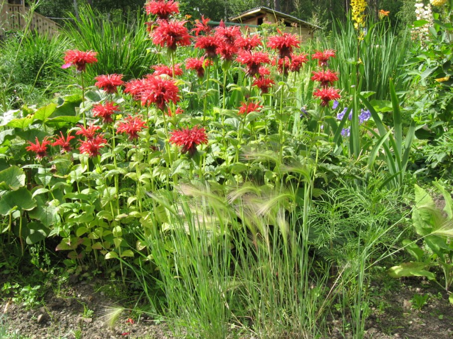 Монарда панорама ред