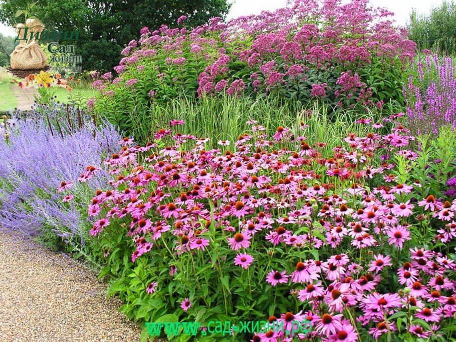 Эхинацея пурпурная на клумбе