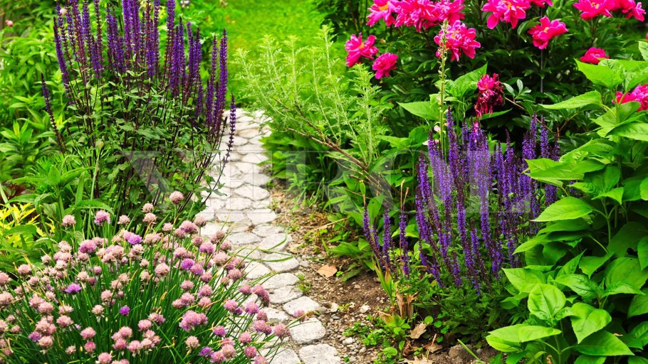 Шалфей Дубравный Хоста