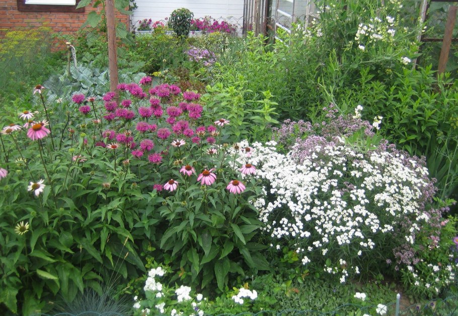 Флоксы эхинацея ландшафтный