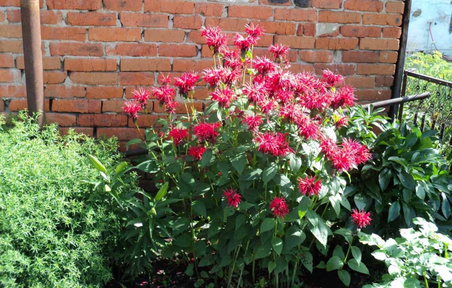 Монарда на клумбе