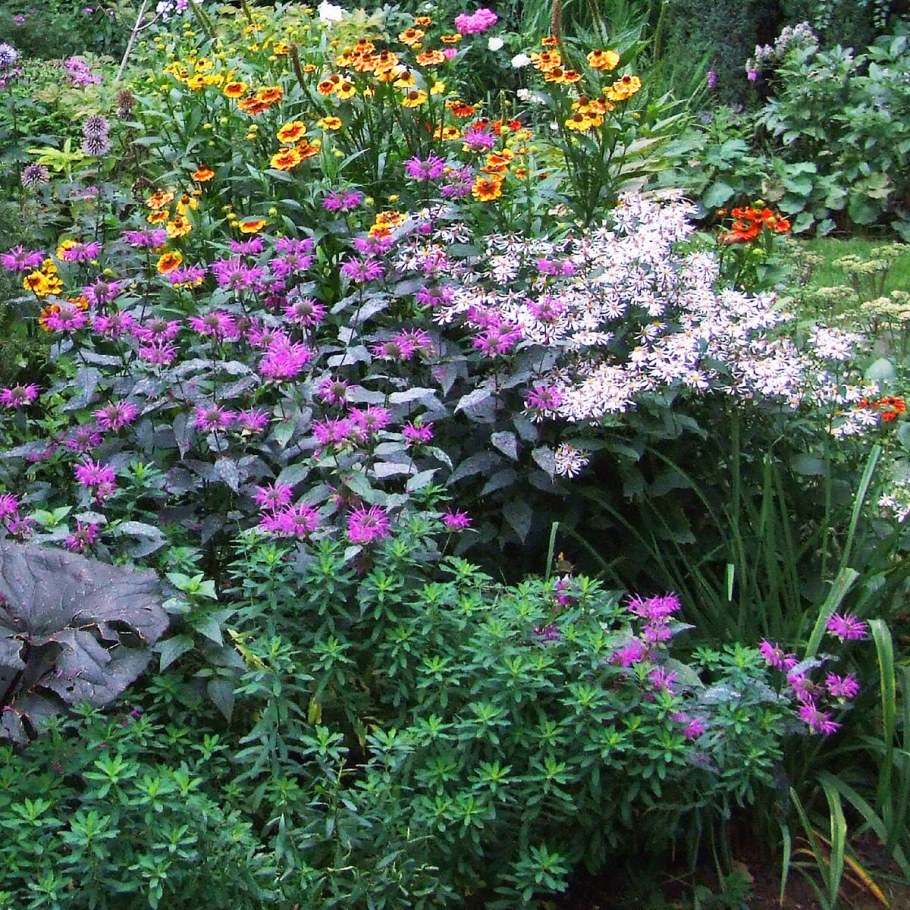 Монарда на клумбе