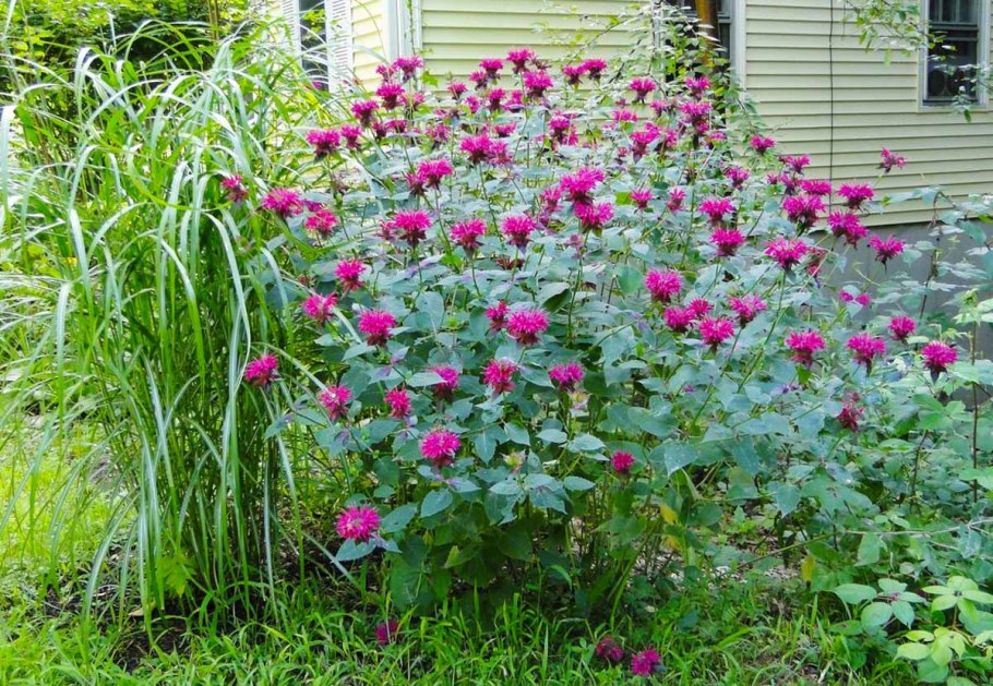 Монарда двойчатая