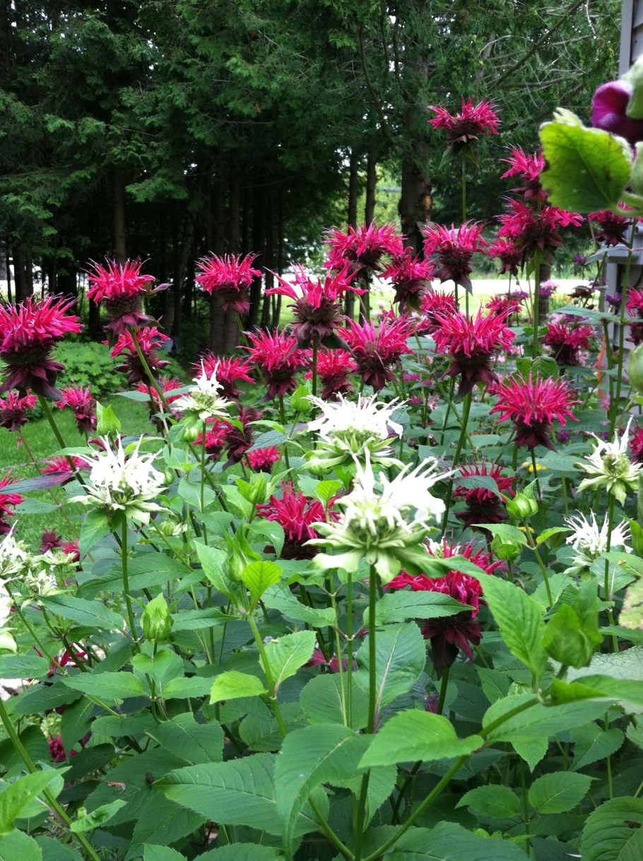 Монарда малиновая