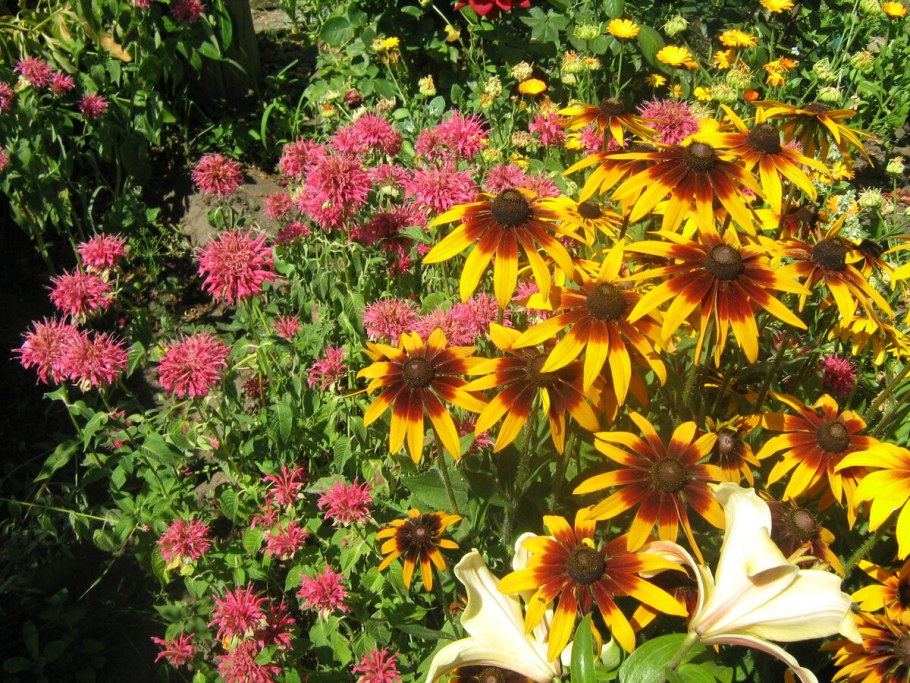 Рудбекия гибридная