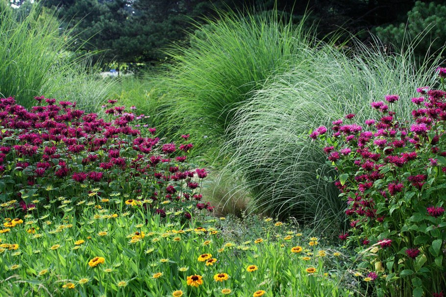 Лиатрис миксбордер