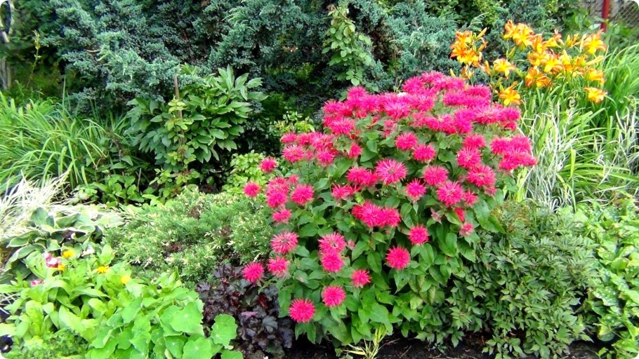 Флоксы и монарда