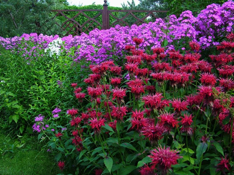 Монарда би Лив