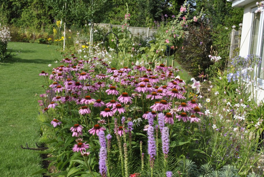 Миксбордер рудбекия Флокс эхинацея