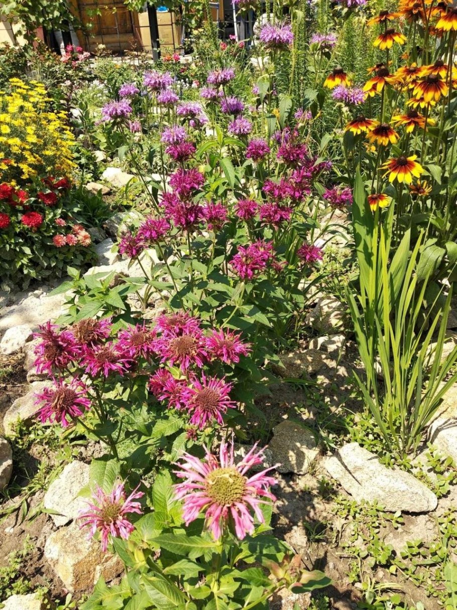 Монарда гибридная Бьюти ов Кобэм