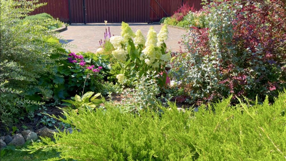 Монарда Лиатрис