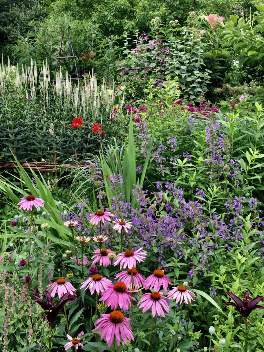 Миксбордер рудбекия Флокс эхинацея