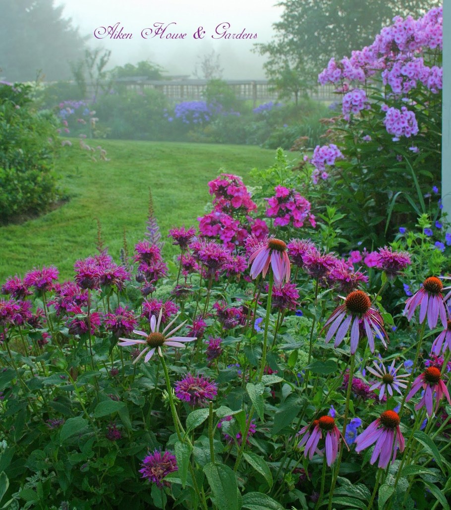 Миксбордер рудбекия Флокс эхинацея