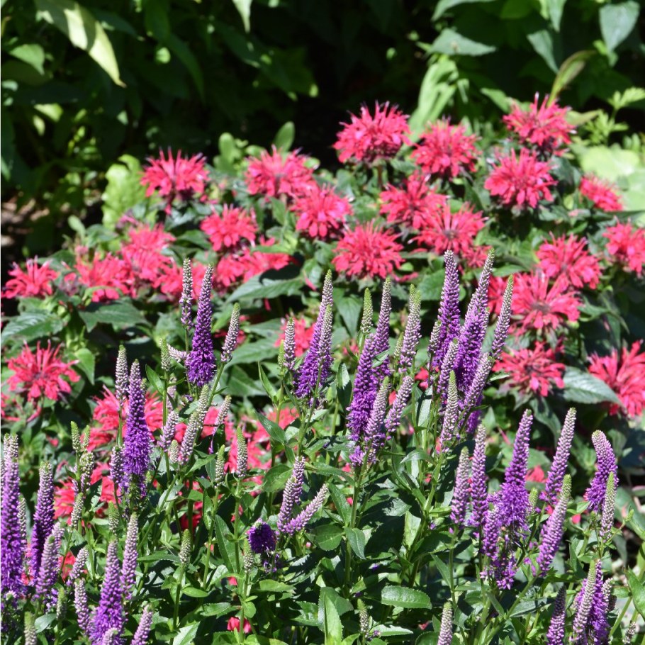 Монарда на клумбе