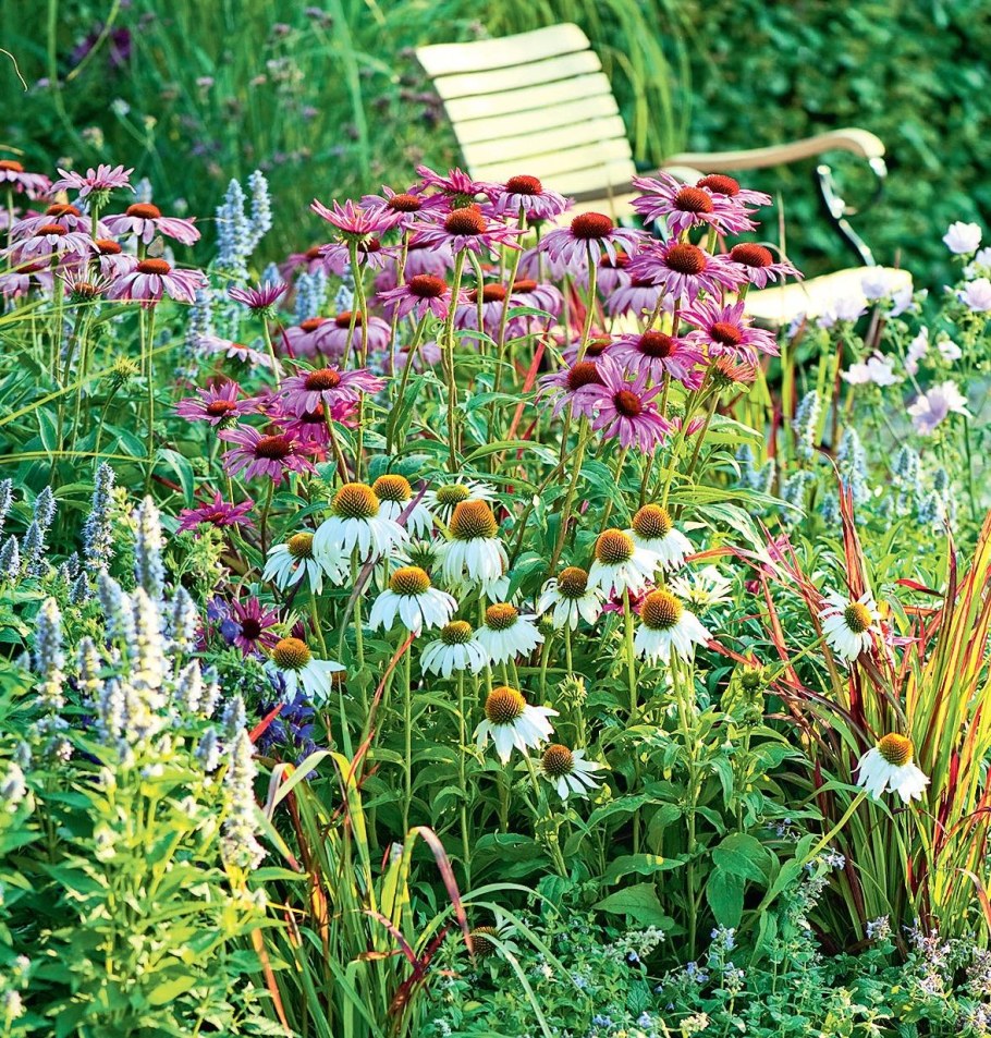 Эхинацея пурпурная Вейник