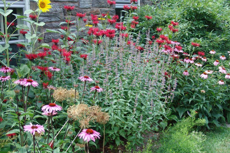 Монарда на клумбе