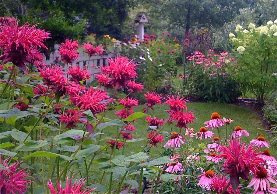 Бергамот куст монарда