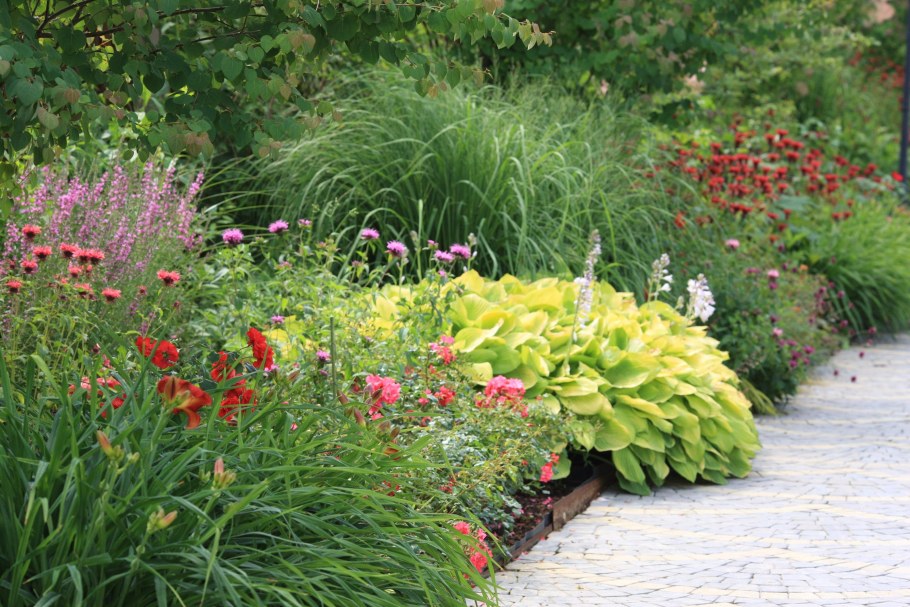 Дербенник в саду