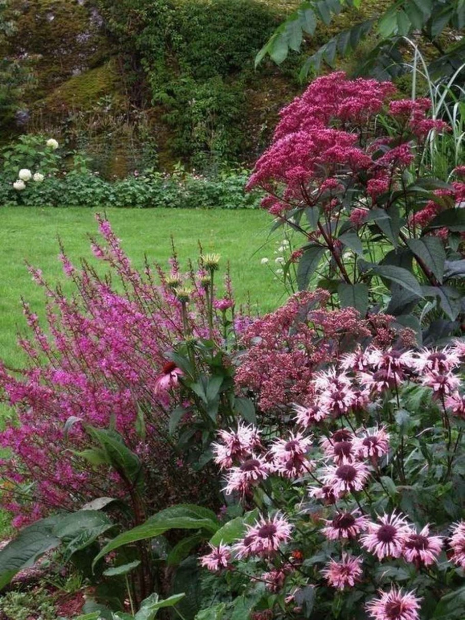 Посконник пятнистый Atropurpureum