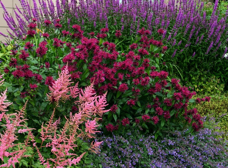 Астильба Сенсейшн Салмон Бьюти