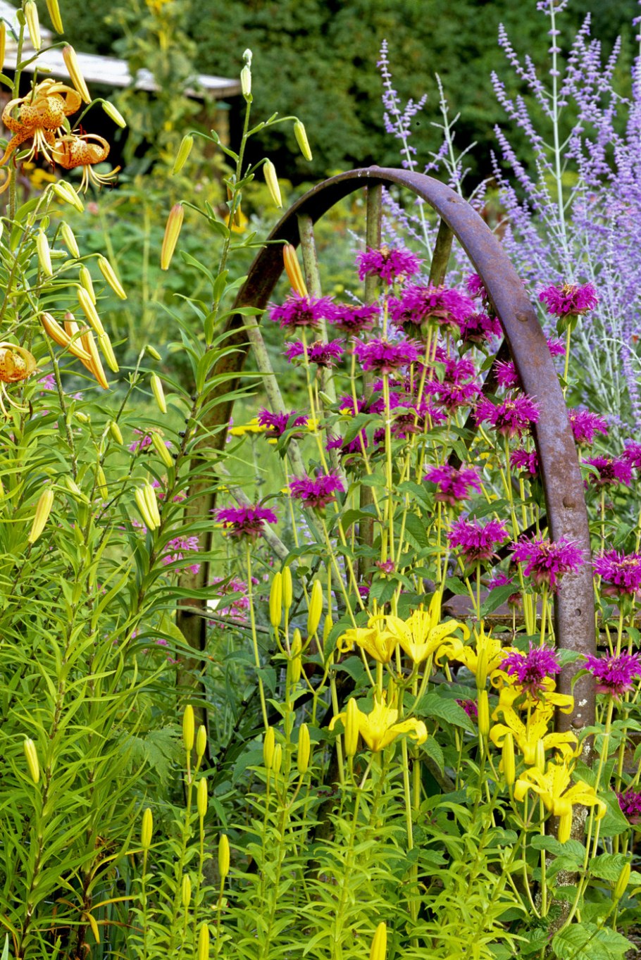 Монарда лимонная Мона Лиза