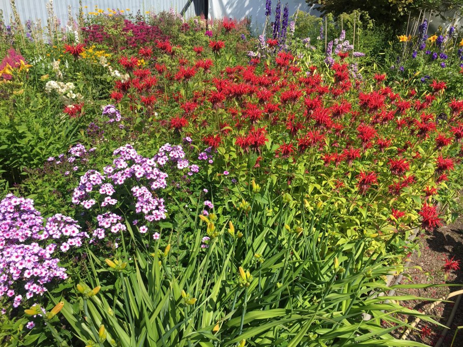 Монарда двойчатая Бергама