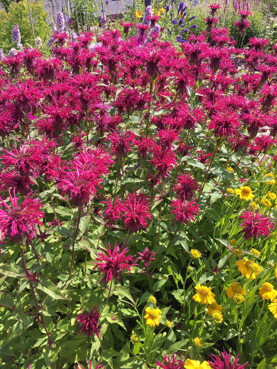 Монарда точечная