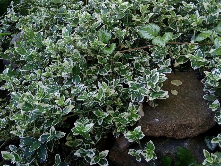 Бересклет Форчуна почвопокровный