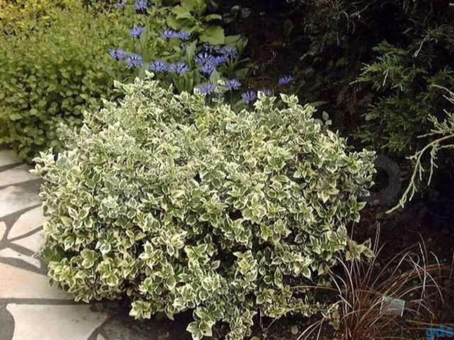 Бересклет Форчуна Эмеральд Гаити