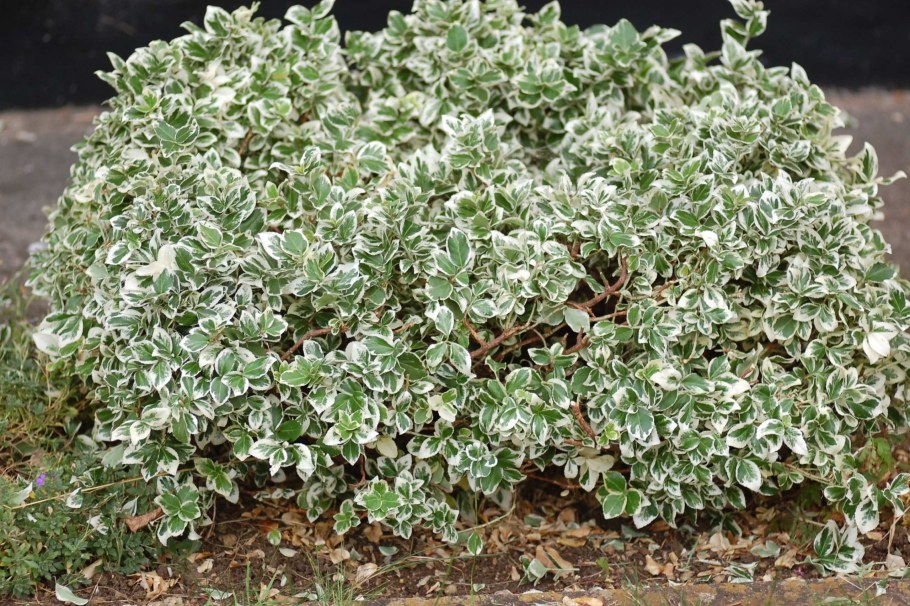 Бересклет Форчуна Silver Queen