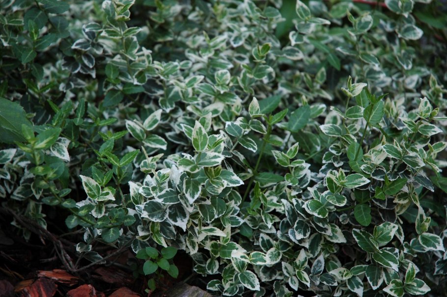 Бересклет Форчуна "Emerald GAIETY"/ Euonymus fortunei