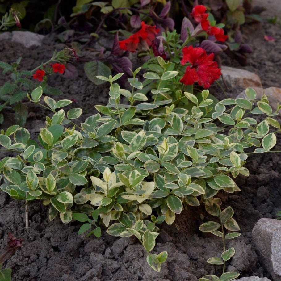 Бересклет Форчуна 'argenteo-variegata'