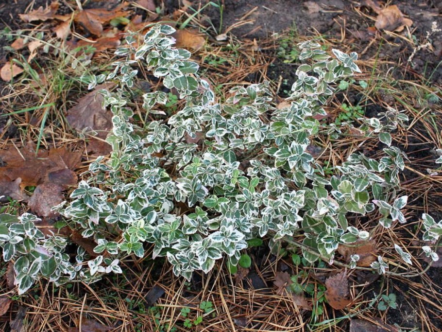 Бересклет Форчуна Эмеральд Гаити