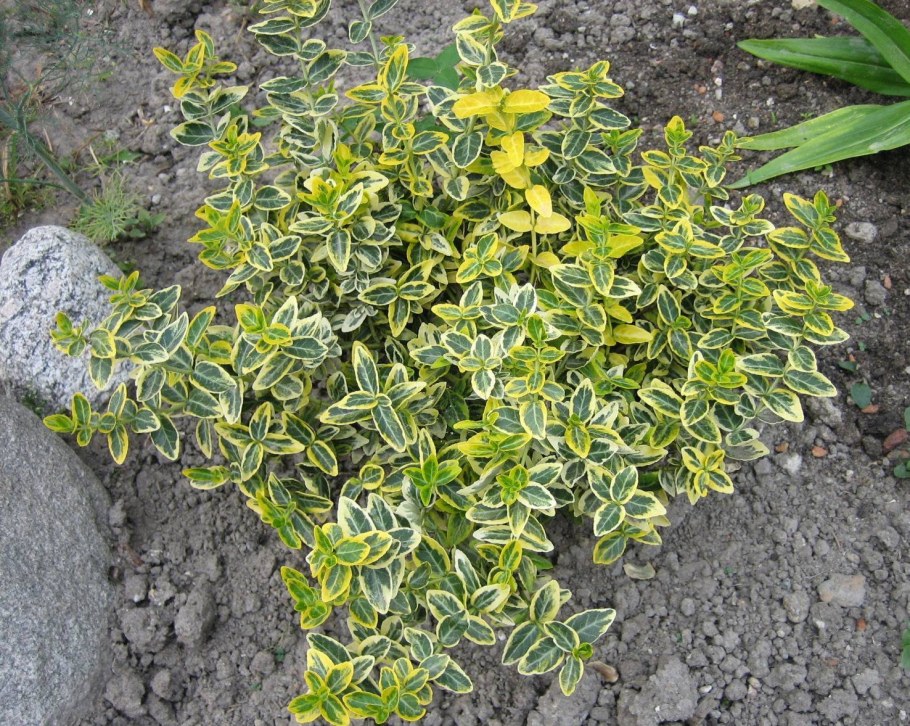 Бересклет Форчуна 'argenteo-variegata'