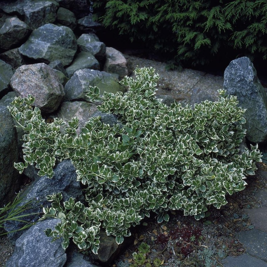 Бересклет Форчуна Эмеральд