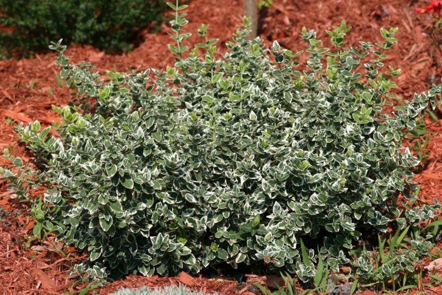 Бересклет Форчуна Эмеральд