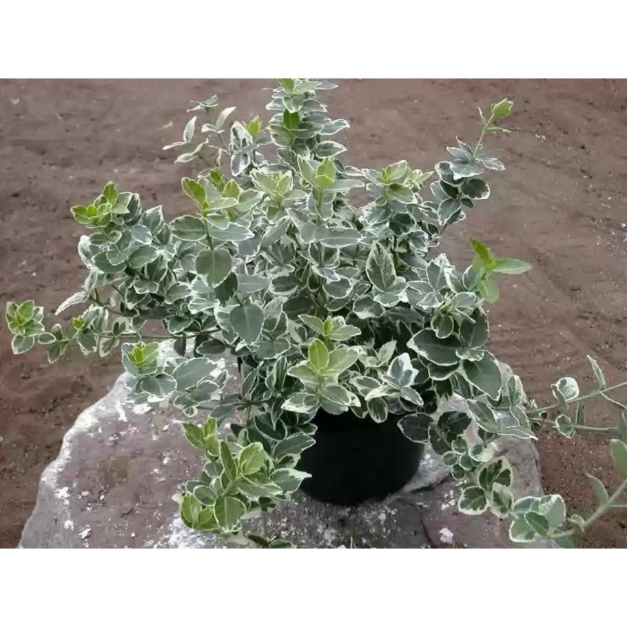 Бересклет Форчуна Эмеральд