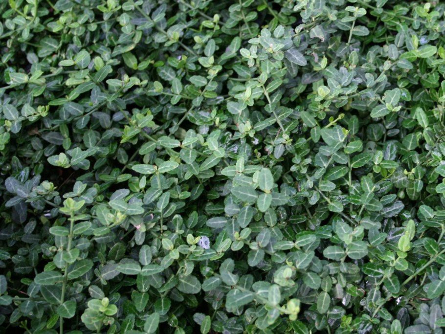 Бересклет Форчуна Вегетус