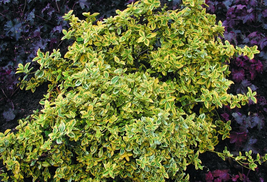 Бересклет Форчуна