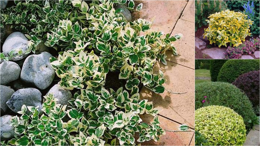 Бересклет Форчуна ползучий