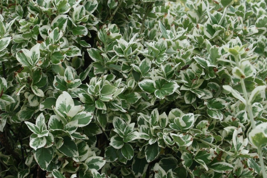 Бересклет Форчуна'Emerald GAIETY'