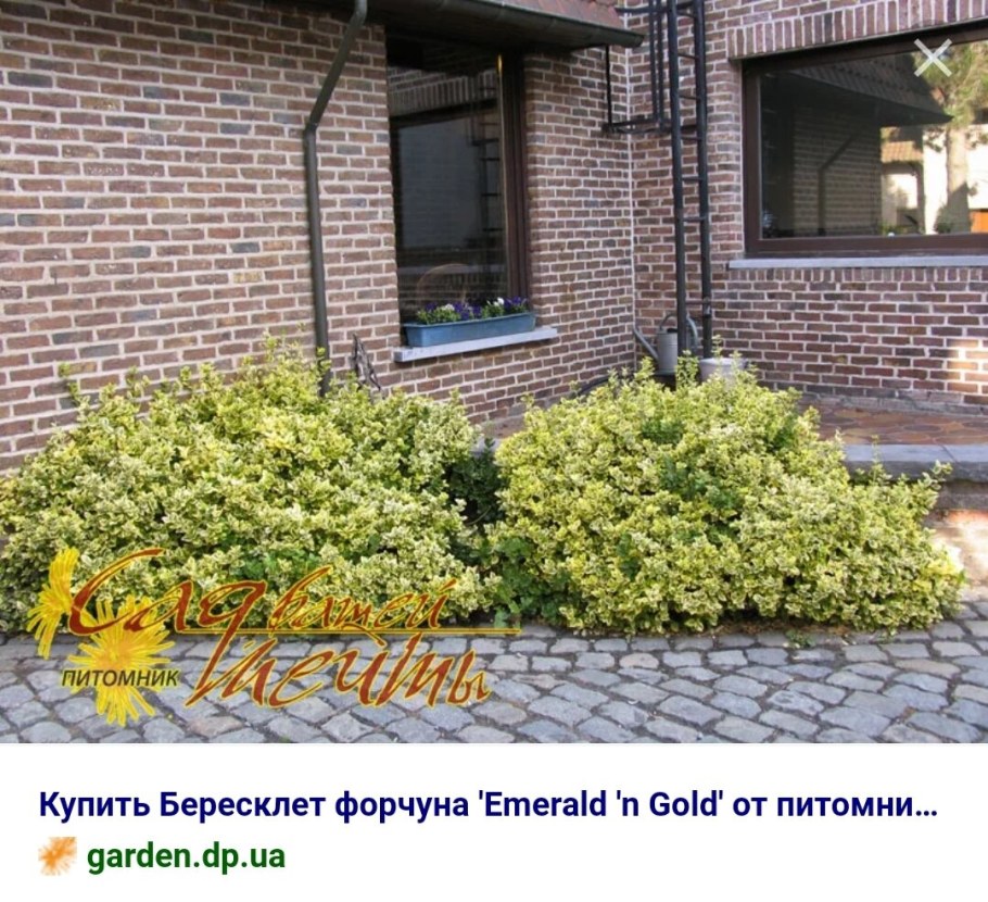 Бересклет Форчуна Эмеральд Гаити Живая изгородь